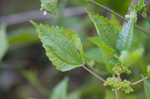 Canadian clearweed